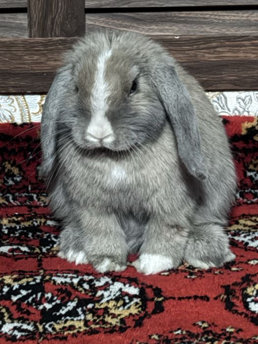 Минилопс миникролик