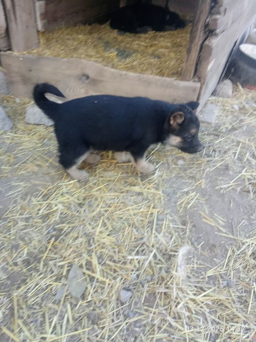 Щенки немецкой овчарки месяц и неделя