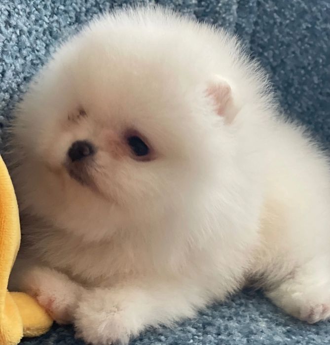 Померан babyface бели пухчета