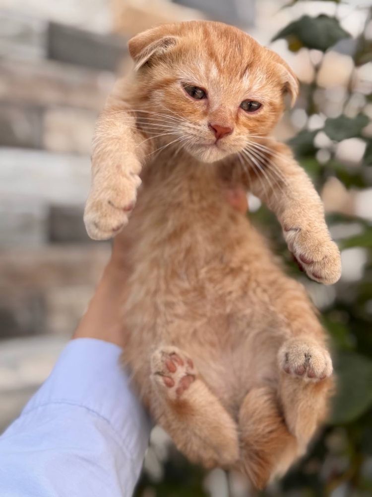 Кошка вислоухая