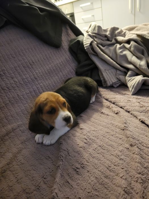 Beagle Tricolor rasa pura