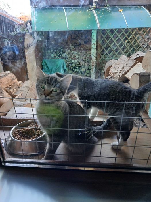 Подарявам 1 годишни котета