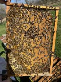 Vand familii albine pregatite pentru cules