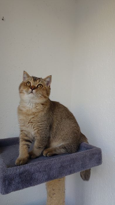 Pisică british shorthair cu pedigree
