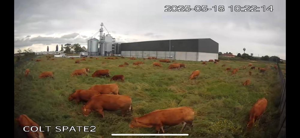 Vand efectiv vaci de carne Limousine cu pedigree