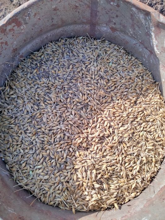 Продам ячмень из под комбайна.