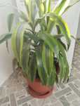 Floare de camera