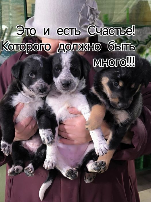 Щенки в добрые руки