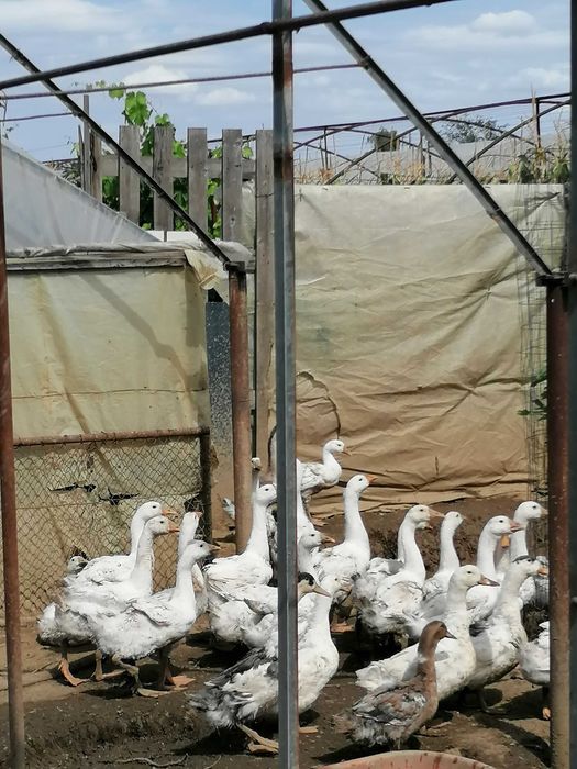 Vând gâște. Varsta  4 luni.