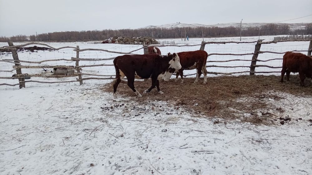 Соғымға ұрғашы ірі қара мал