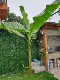 Разсад за банан корен ( банани корени )