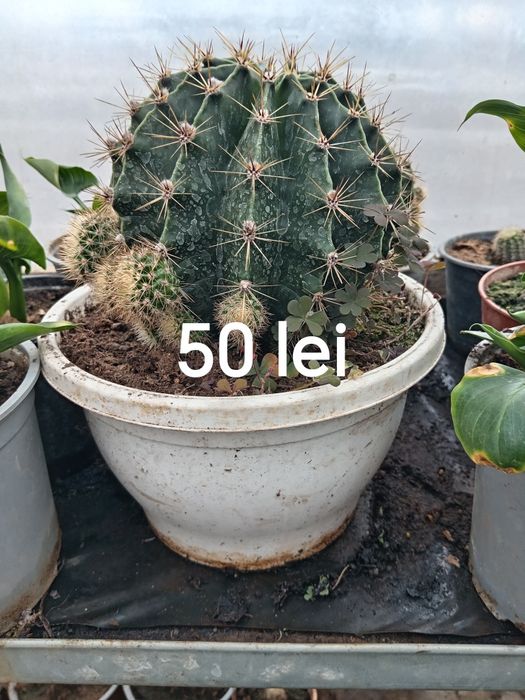 Vând cactuși, care înfloresc