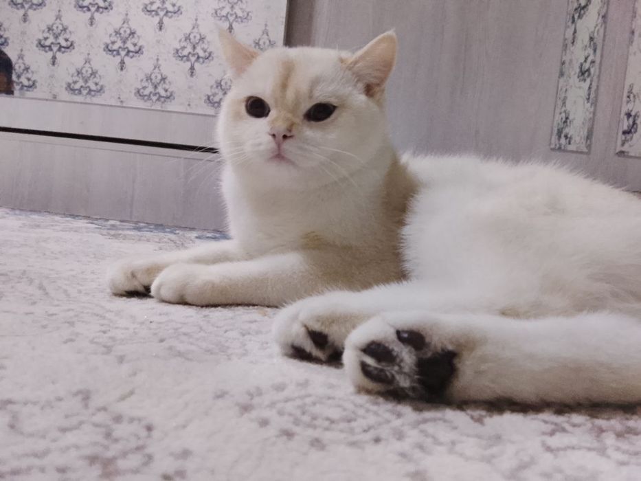 Мушукчамиз сотилади