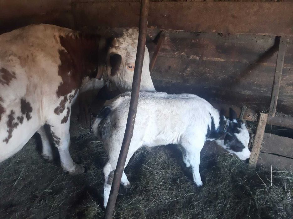 Vaca si vițel de vânzare