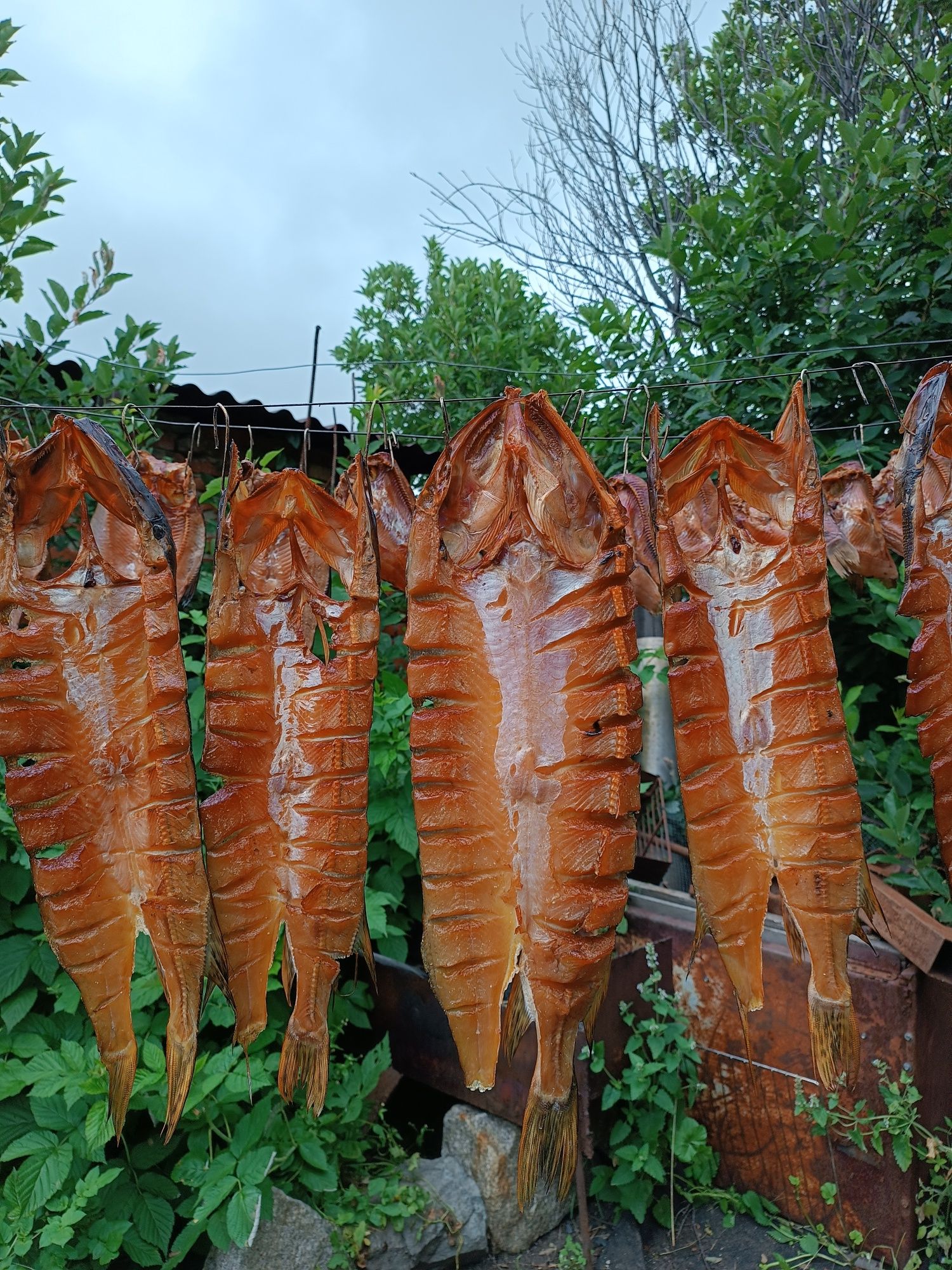 Продам копченный карась, окунь, щука, линь, чебак.