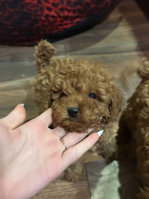 Пудел той пудели