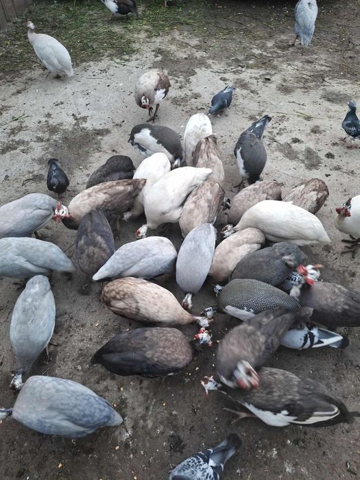 Vand picheri colorate