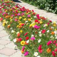 Садовые цветы от 100тн