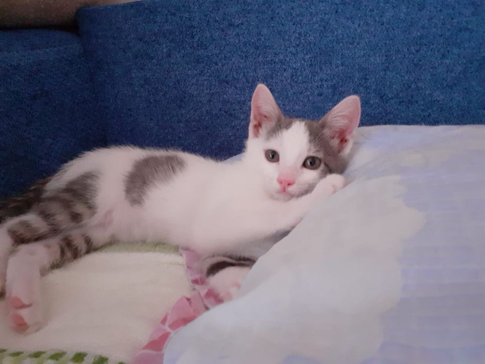 Котенок девочка