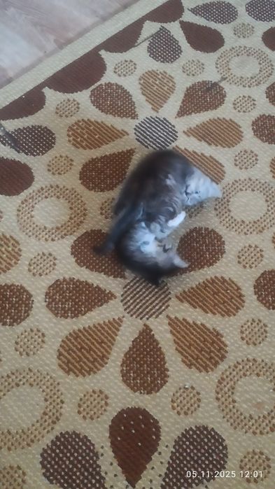 Отдадим в хорошие руки