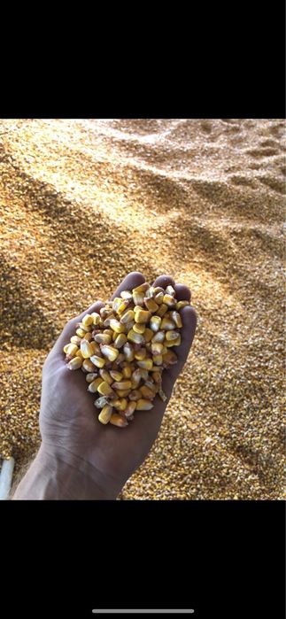 Porumb Boabe Grau Mazare Orz Ovaz Tarata de grau