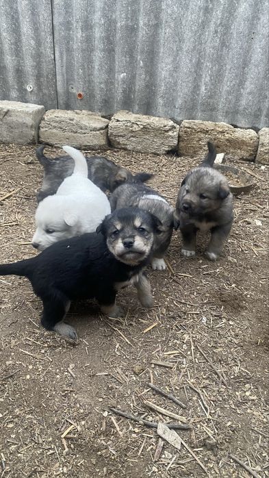 Төбеттің күшіктері сатылады