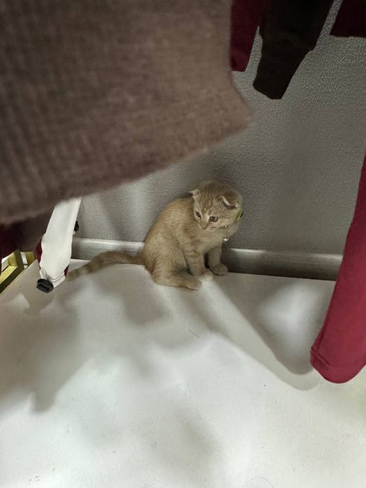 Скотиш фолд кошка продается