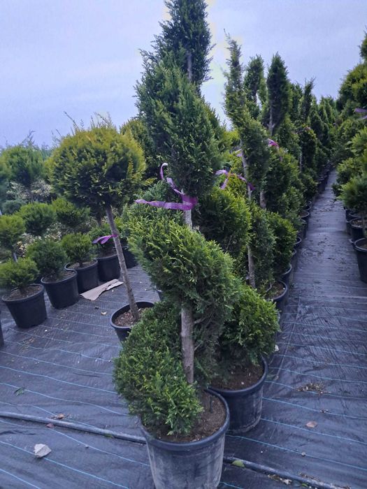 Tuia leylandi chiparos 1m-2,5m