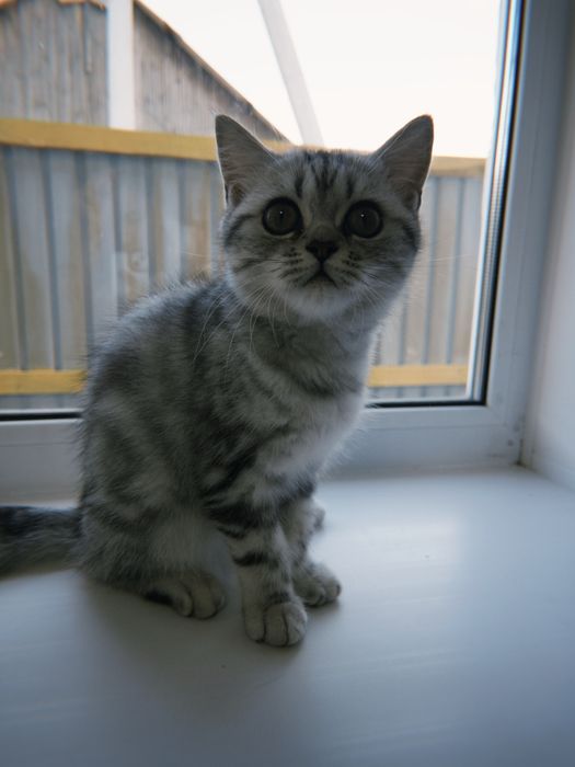 Продам породистого котёнка