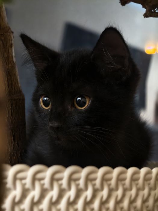 Котята черные, котенок черный в количестве 2 штук