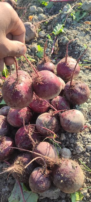 ҚИЗИЛЧА мақсулоди сотилди наманганда