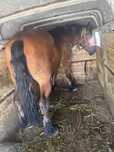 De vanzare cal castrat varsta 5 ani de 900 kg
