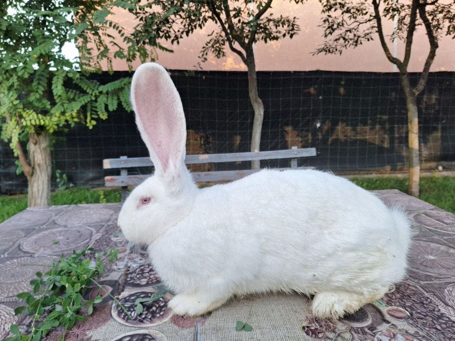 Vând iepuri urias german alb