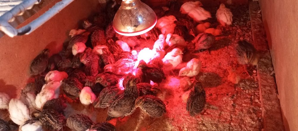 Бедана жўжалари сотилади