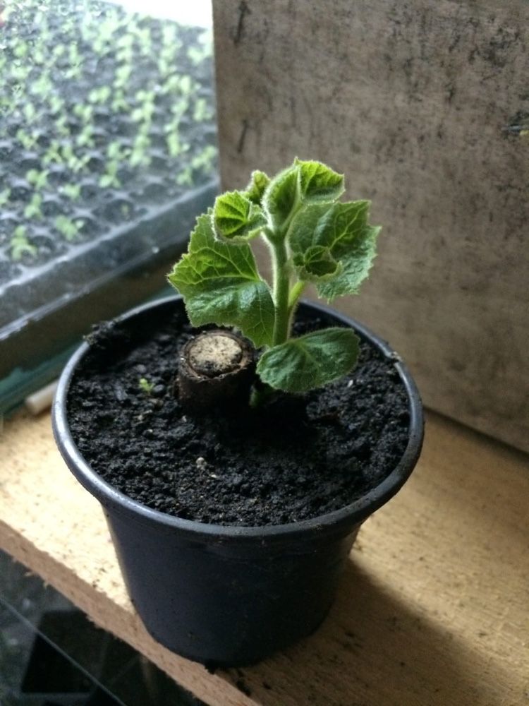 paulownia seminte, rasaduri, butasi