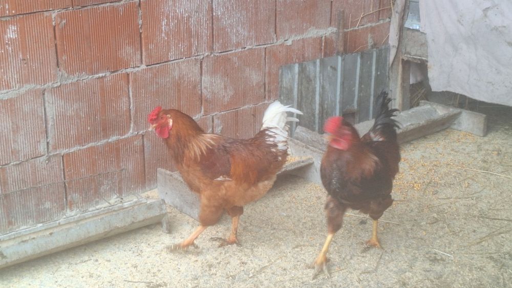 Cocoși de casă  sănătoși