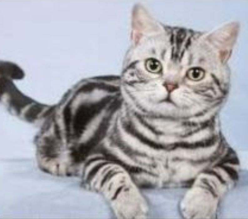 Котёнок  Американский  коротко шерстной