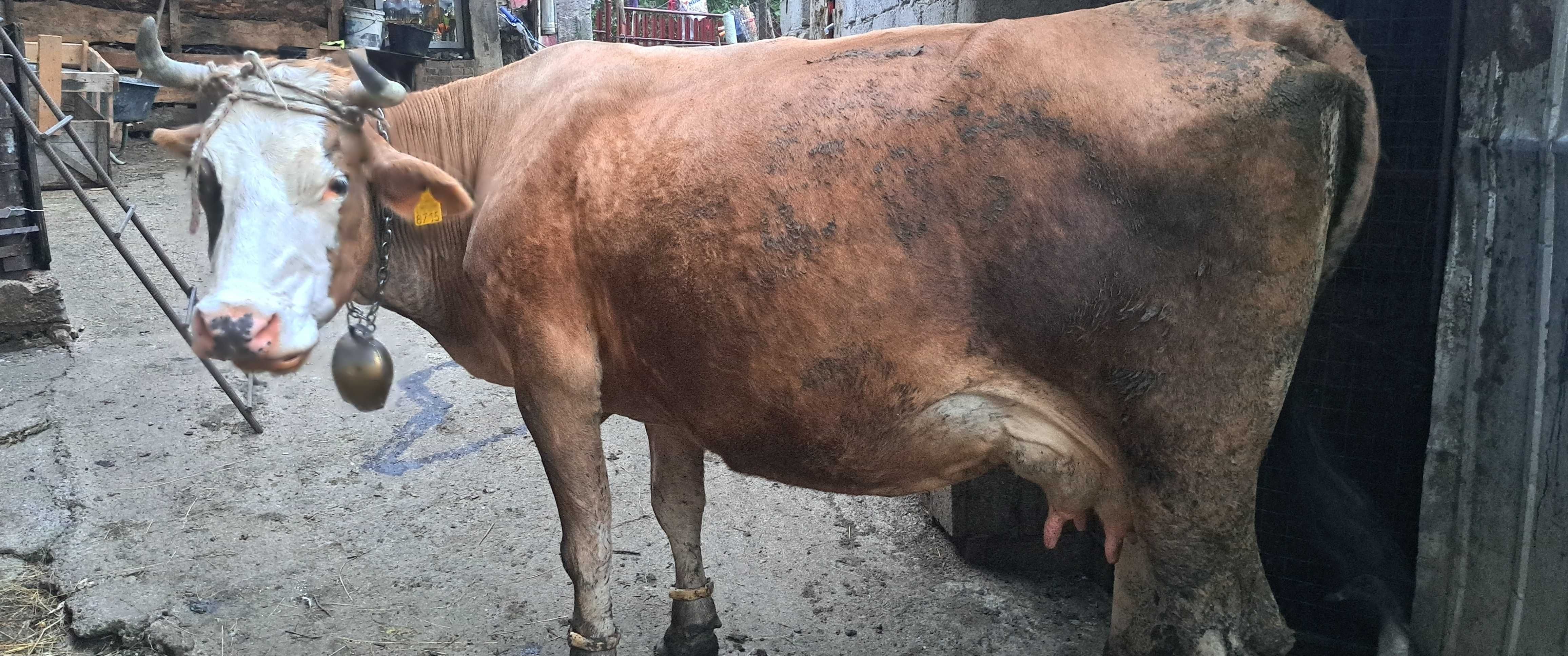 Vaca gestanta buna de lapte
