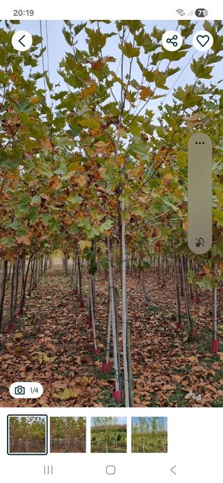 Vând platani mesteacăn