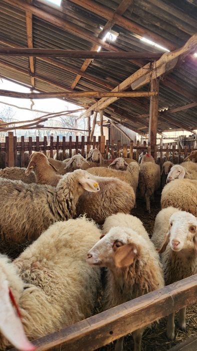 Vând 50 de oi assaf