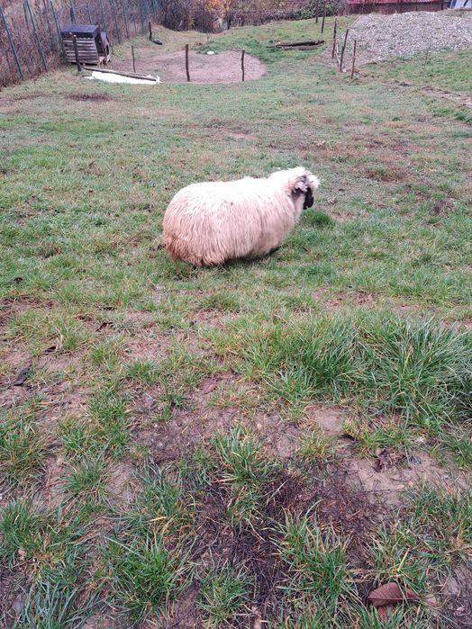 Vand oaie cu cap negru