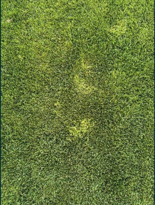 Erbicid gazon poa annua, mohor, pit, costrei, trifoi, papadie