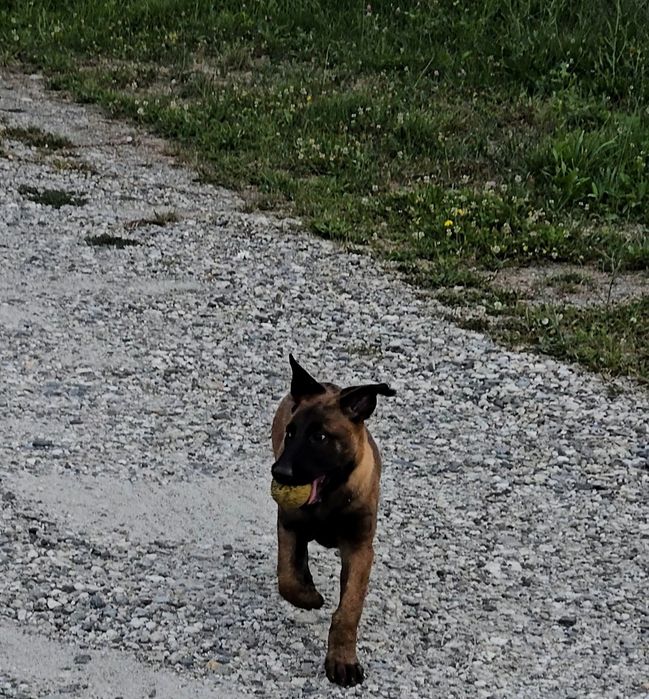 Ciobănesc belgian malinois femela