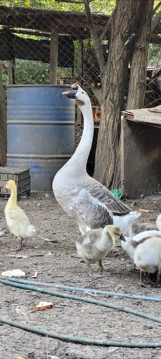 Gascan chinezesc albastru din 2023, bun reproducator/ gaste chinezesti