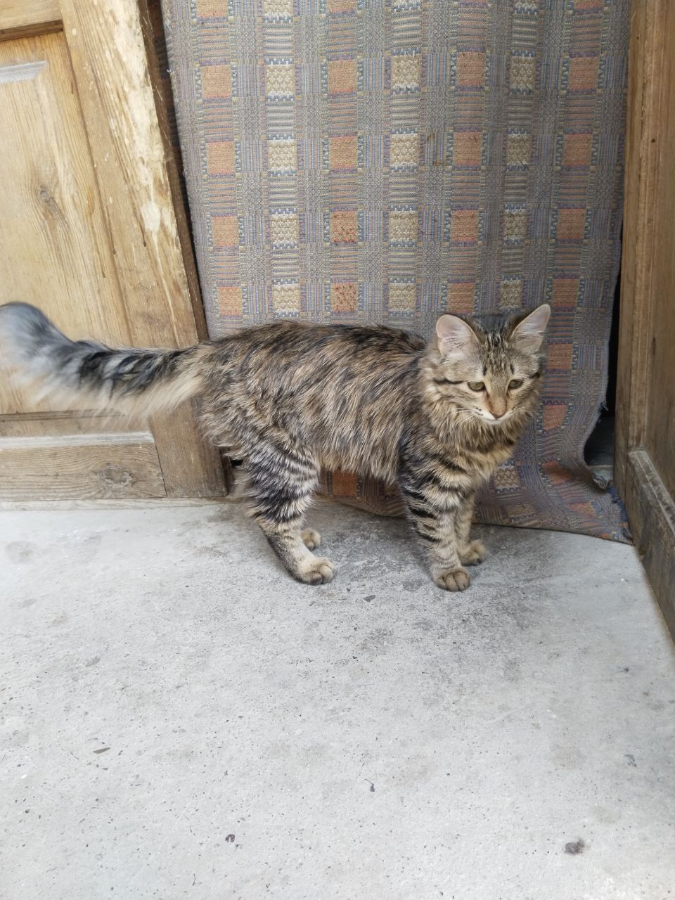 Mushuk qzbola sotiladi