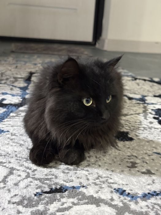 Qora mushuk, Mujik, sokin