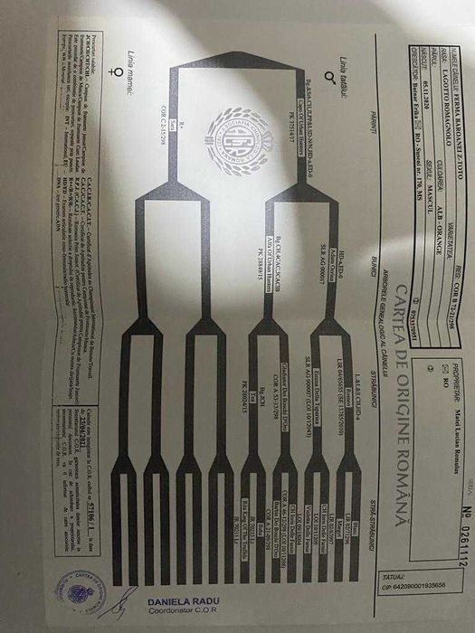 Disponibilla fenela din  rasa Lagotto Romagnolo de 8 luni