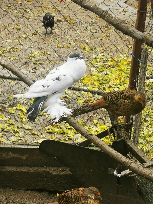 Femele Gusat de pomerania