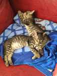 Adoptie 2 pisoi de o luna si 2 sapt