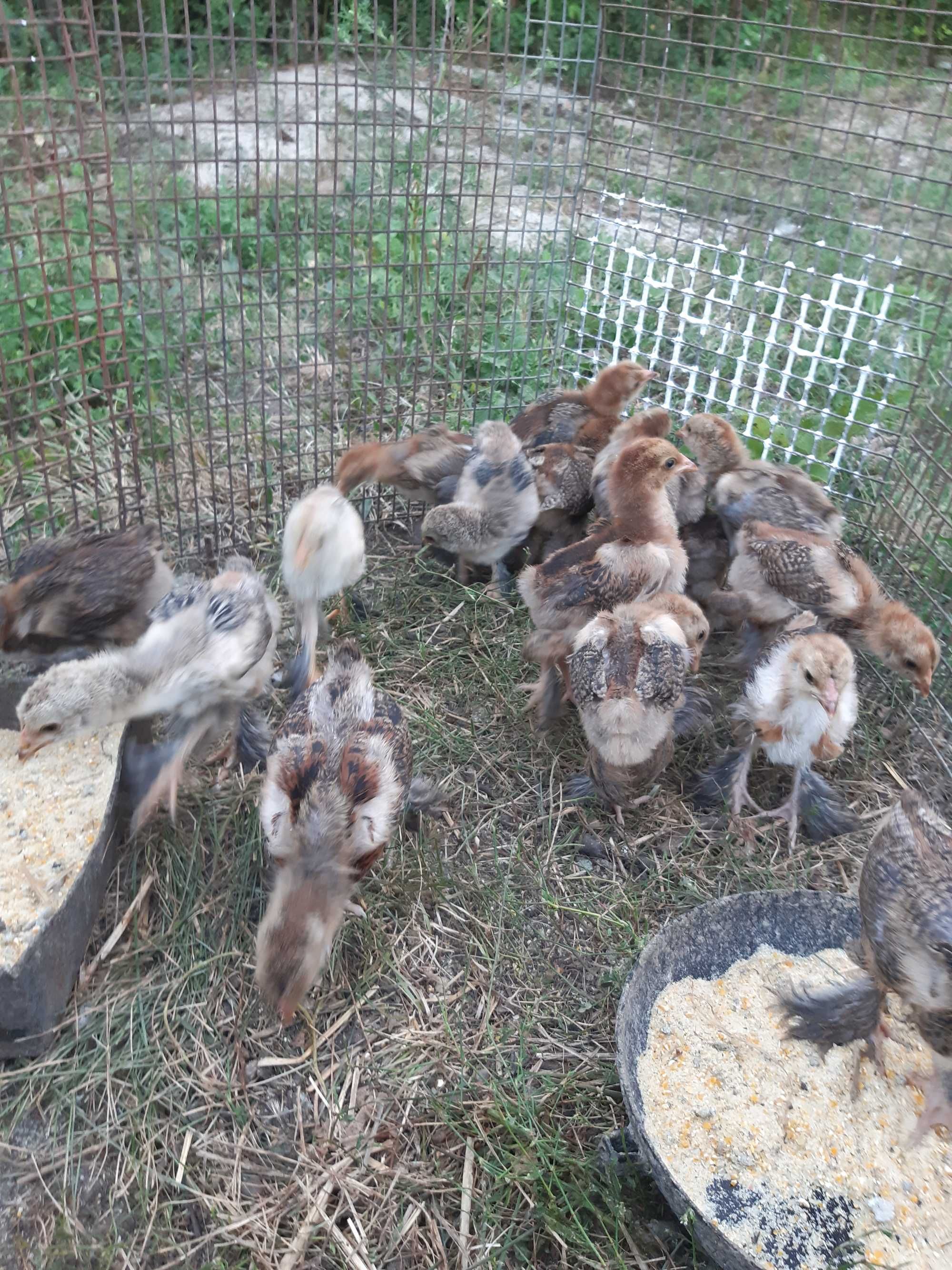 Vand pui gaini Brahma potarnichiu, herminat deschis si australorp